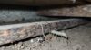 annual termite inspection frequency