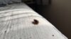 bed bug survival duration