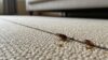 bed bugs live carpets
