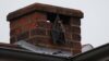 chimney bat removal methods