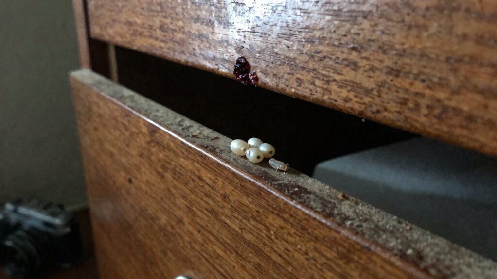 inspect for bed bug eggs