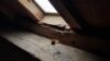 locate bat entry holes