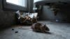 locate hidden mouse nest