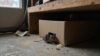 mice hide in nests
