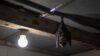 remove bats from house