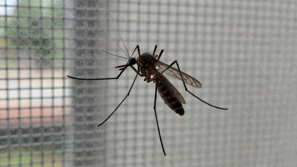 short lifespan malaria vector