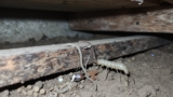 How Often Should a House Be Inspected for Termites
