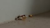 Why Is Ant Bait Not Working?