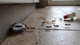 Ant Bait vs. Ant Spray: Which Works Better?
