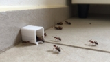 Do Ant Baits Work?