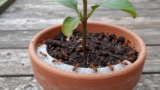 How to Get Rid of Ants in Potted Plants