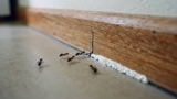 How to Prevent Ants From Coming Back