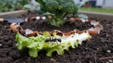 How to Get Rid of Ants in the Garden