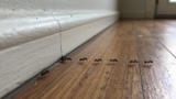 Where Do Ants Come From in the House?