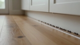 How to Stop Ants From Coming Into Your House