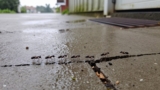 How to Get Rid of Ants After Rain