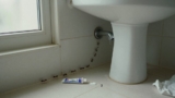 How to Get Rid of Ants in the Bathroom