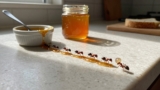 Why Do I Have Ants in My House?