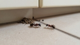 Do Ants Come Back After Treatment?