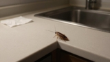 How to Get Rid of Cockroaches in an Apartment