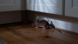 How to Get Rid of Mice in an Apartment