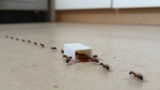 How Does Ant Bait Work?