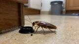 How Long Does It Take for Cockroach Bait to Work?