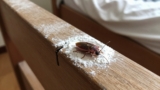 Does Baking Soda Kill Bed Bugs?