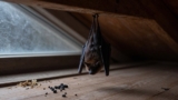 How to Get Rid of Bats in the Attic