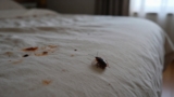 How to Get Rid of Bed Bugs
