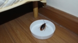 Do Bed Bug Traps Work?