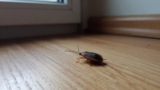 How Bed Bugs Get Into Your Home
