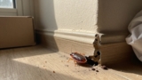 Can Bed Bugs Live in Walls?