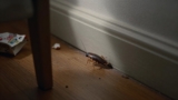 How to Get Rid of Cockroaches in the Bedroom