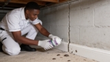 Top Carpet Beetle Powders That Keep Your Home Bug-Free