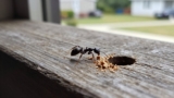 What Is the Difference Between Black Ants and Carpenter Ants?