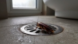 How to Stop Cockroaches Coming Through Drains