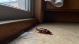 How to Use Boric Acid for Cockroaches