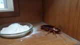 Boric Acid vs. Borax for Cockroaches