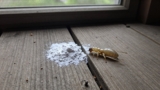 Does Boric Acid Kill Termites?