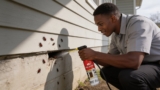 Effective Boxelder Bug Sprays That Keep Your Home Bug-Free