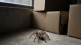 How to Get Rid of Brown Recluse Spiders