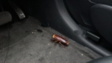 How to Get Rid of Cockroaches in a Car
