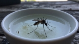 What Attracts Mosquitoes?