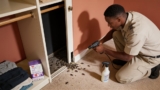 Effective Carpet Beetle Killers That Protect Your Closets