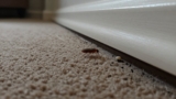 Where Do Fleas Hide in a House?