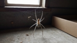 How to Get Rid of Cellar Spiders