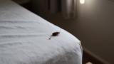 How to Tell if Bed Bugs Are Gone