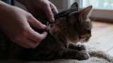 How to Check a Cat for Ticks