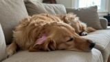 How to Check a Dog for Ticks